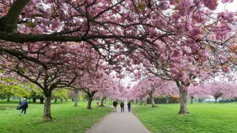 blossoms