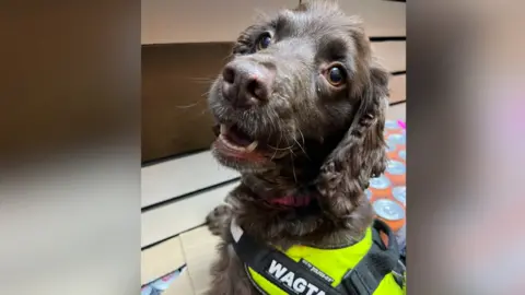 Small brown spaniel, Dora, looks at camera with mouth slightly open. She wears a high-visibility harness.