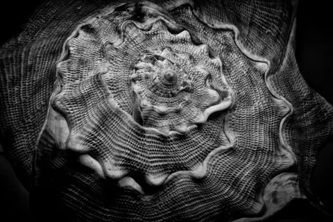 Barry Gore A black and white photograph of a shell