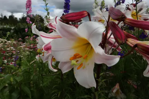 Frances Cooper A close up of a lily amongst a throng of colourful flowers, with more lilies and tall pink and purple stems visible in the background too.