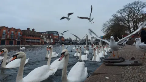 Amil808 Swans and seagulls can be seen busily swimming and flying in and around a river with houses and a bridge in the background under grey cloud.