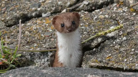 a weasel looking at the camera, standing up among rocks