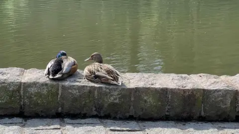 Two ducks sit on a stone wall on the edge of the Queen's Valley reservoir.
