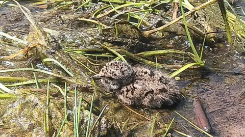 a brown and black speckled chick, seen from above, sitting in muddy grassland