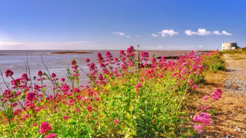 A view of the coast of Felixstowe in Suffolk. Pink flowers grow on the coastline along a pathway. 