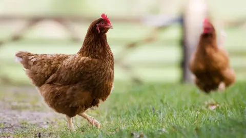Getty Images Two chickens on a field 