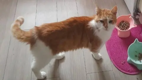 Peterborough Cat Rescue A ginger and white cat on the floor of a kitchen looking at the camera in front of his food bowls