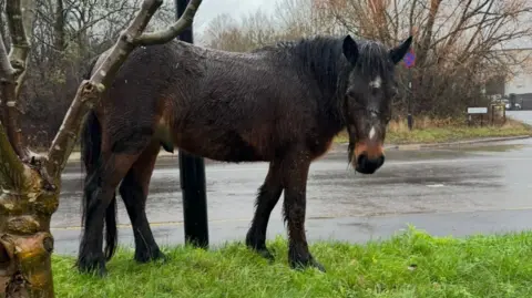Katie White A dark horse slick from rain eating grass at the side of the road