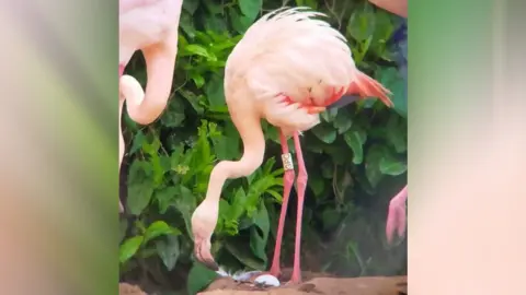 Claudia Gooch, avicultural warden, Pensthorpe  Gertrude the flamingo with her egg