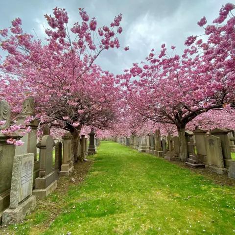 Kirsten Grant Two lines of pink cherry blossom along rows of gravestones. There is a strip of green grass in the middle.
