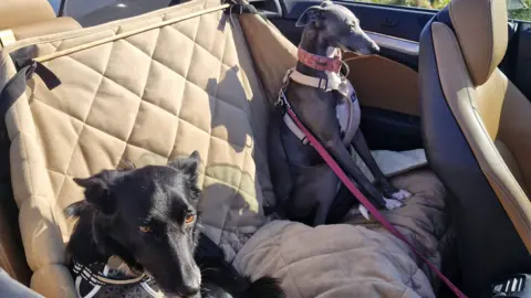 FELICITY HOUSTON A black collie dog and a grey whippet sitting in the back of a car.