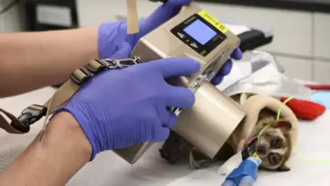 London Zoo Ernest lying wrapped in blankets while breathing through a tube, with a vet wearing purple gloves and holding a small portable x-ray machine over his head