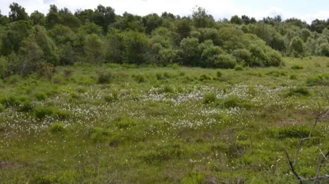 Bog cotton at Merkinch Local Nature Reserve