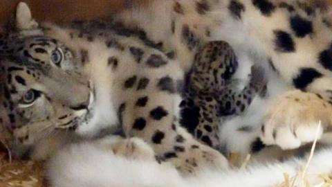 Snow leopard cub with mother