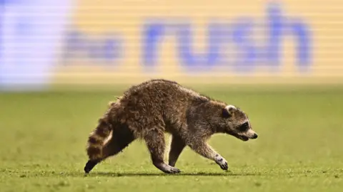 Kyle Ross / USA TODAY Sports A raccoon runs on the field in the first half between the Philadelphia Union and New York City FC at Subaru Park in Philadelphia, Pennsylvania.