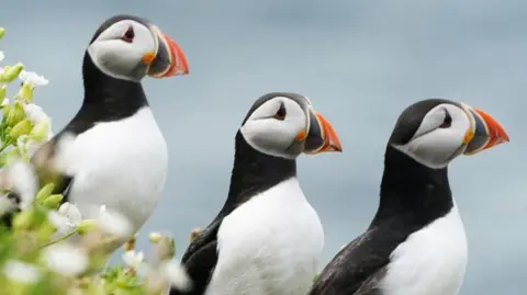 PA Media Three puffins stood next to each other looking off to the right. They all have an orange tip on their beaks, and are white and black.