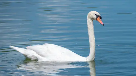 A file picture of a swan.
