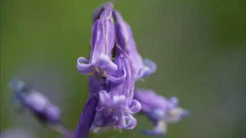 Shaun Whitmore/BBC A close-up of a bluebell flower.