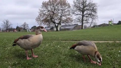 Two plump brown ducks on the grass, with one of them pecking at the ground.  A playground and buildings are in the distance.