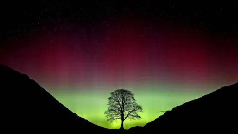 PA Media The Sycamore Gap tree silhouetted against the Northern Lights. The part around the tree is neon green and blends up to red and black. 