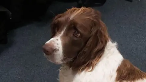 Kent Police A brown and white spaniel looks to the side. Dark carpet is visible in the background.
