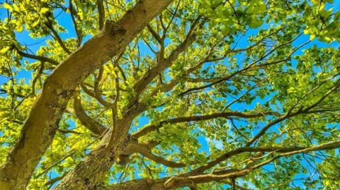 A photo of trees take from the ground and looking up toward the sky. The trees have vibrant green leaves on them during a sunny day with a cloudless blue sky.