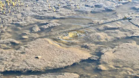 Untreated sewage water bubbling up through a garden