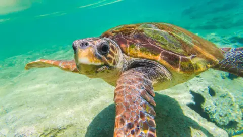 Getty Images A loggerhead turtle is swimming a clear blue-green sea.