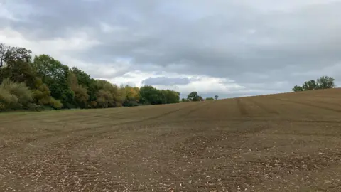 A field with woodland either side, wildflowers have been sown and green shoots are beginning to grow