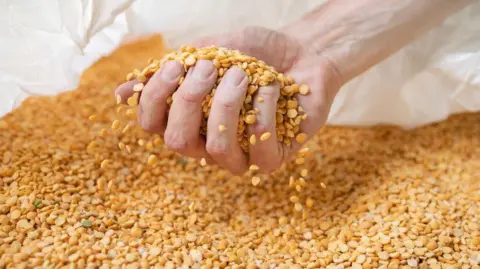 Getty Images A hand reaches into a large container of yellow peas.