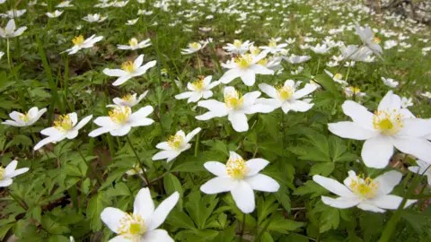 Mark Hamblin Herb-Paris plant, showing green leaves and white flowers, with yellow stems, in a woodland. 
