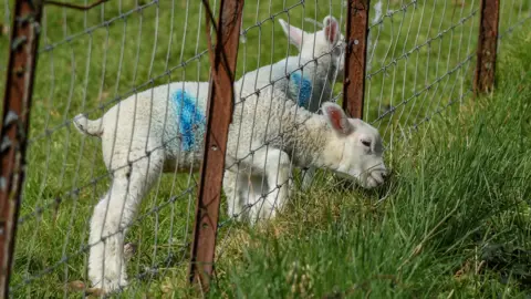 Manx Scenes Two lambs on a field, with one poking its head through the fence to eat grass.