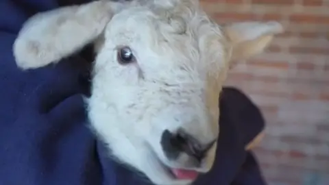 close up of a lamb with it's tongue out