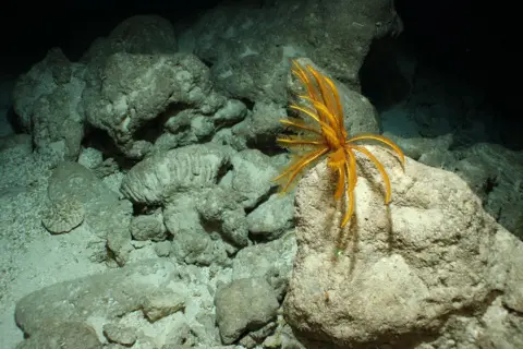 CEFAS Pickle Bank Ancient Reef, Cayman