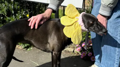 Pam McCaig Isla the whippet, wearing a flower headress, outside a polling station in Sunderland