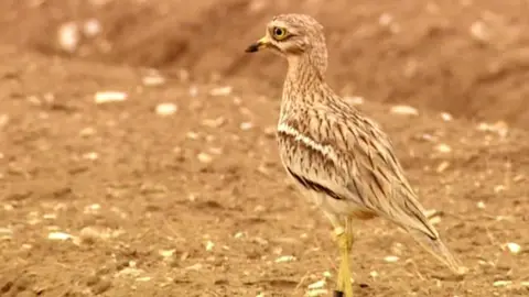 BBC Stone Curlew