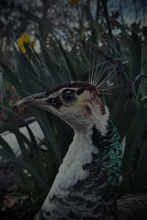 Harrison Richards A close-up of a peahen’s head and upper body, with green and white feathers, standing among tall plants with yellow flowers behind.