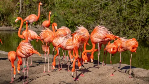 About a dozen bright orange flamingos standing close together on a mound of brown-grey dirt and sand edged by stones which is next to a section of dark green water. Some of the flamingos are on one leg, some have their heads down, some have their heads up. Beyond the water are green bushes.