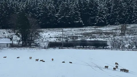 Lisa Warden Sheep in a field covered in snow with a road and trees behind them