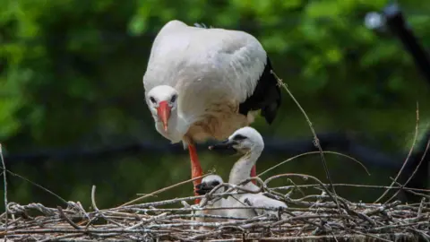 A stork looking at camera next to chicks in a nest.