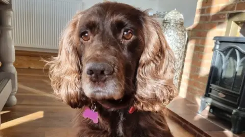 Sussex Police Cassie the Spaniel