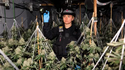 Greater Manchester Police Police officer, blonde woman wears all black and police hat and shines a torch over many hanging cannabis plants.