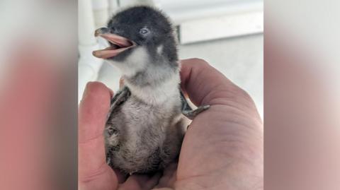 A tiny penguin chick sat in a man's hand