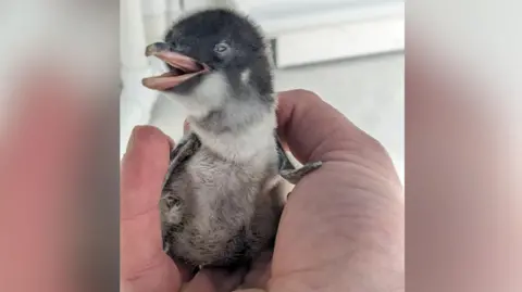 The Deep A tiny penguin chick sat in a man's hand