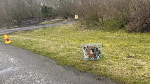 Paula Clarkstone An image of three caged dogs, huddled together. One of the dogs is brown, and two are black and white, all with overgrown and messy-looking fur. The dogs are on a grassy area off a walking path in a nature reserve. 