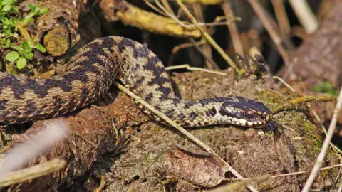 Getty Images A European adder basking on a log in a woodland area.