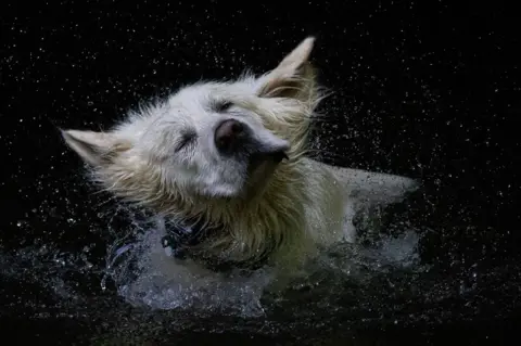 Fraser McDougall A golden retriever dog splashes in water with its eyes shut and a content look on its face.