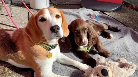 David Sheen Chaplain's dogs