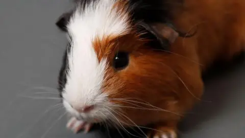 Getty Images Guinea pig