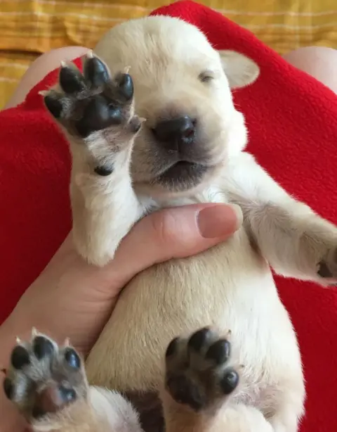 BBC A small yellow Labrador puppy lying on its back on a blanket